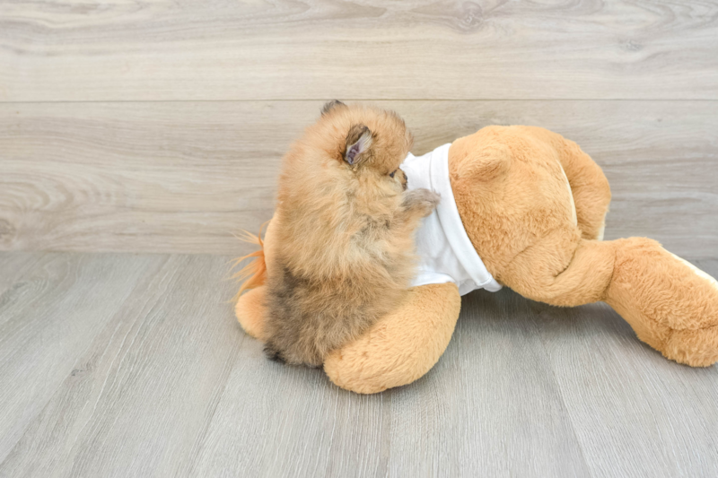 Meet Caprio - our Pomeranian Puppy Photo 2/3 - Florida Fur Babies