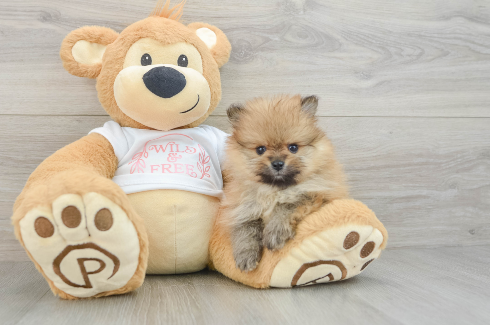 5 week old Pomeranian Puppy For Sale - Florida Fur Babies