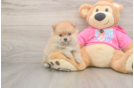 Friendly Pomeranian Purebred Pup