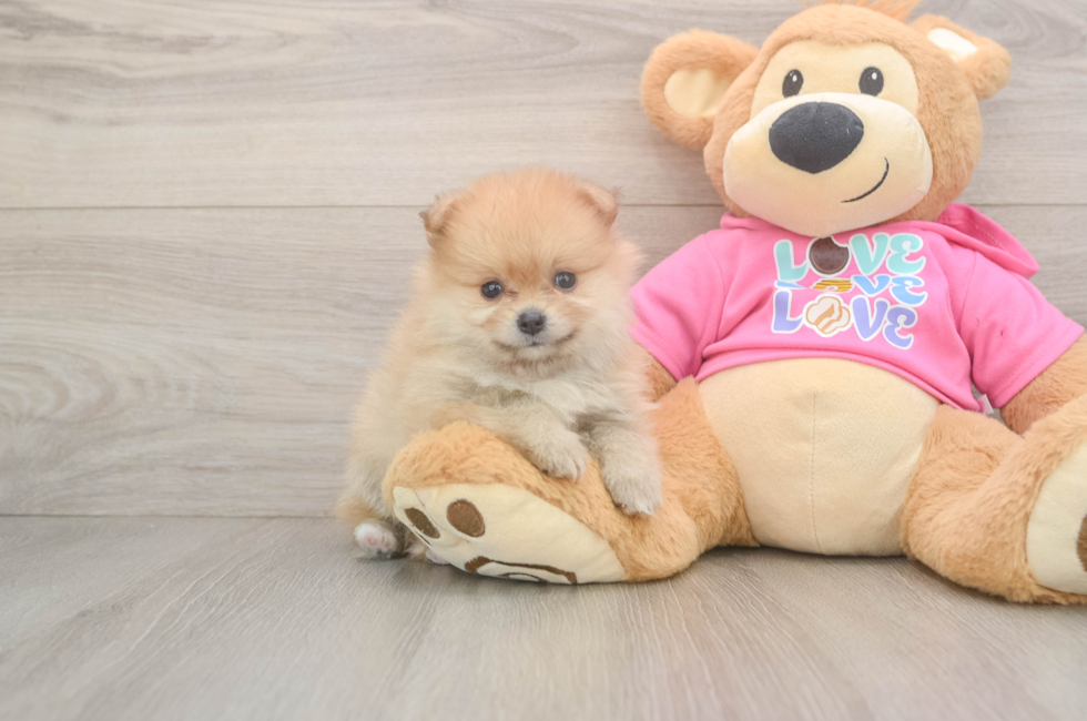 6 week old Pomeranian Puppy For Sale - Florida Fur Babies