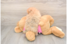 Fluffy Pom Pom Purebred Puppy