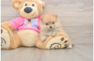 Pomeranian Puppy for Adoption