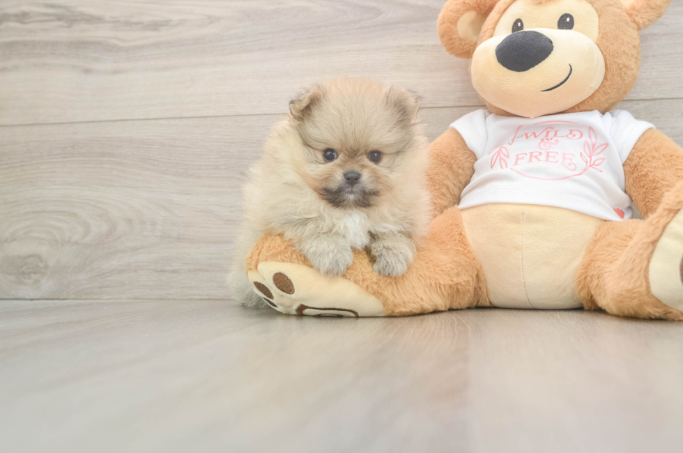 5 week old Pomeranian Puppy For Sale - Florida Fur Babies
