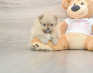 8 week old Pomeranian Puppy For Sale - Florida Fur Babies 8 week old Pomeranian Puppy For Sale - Florida Fur Babies