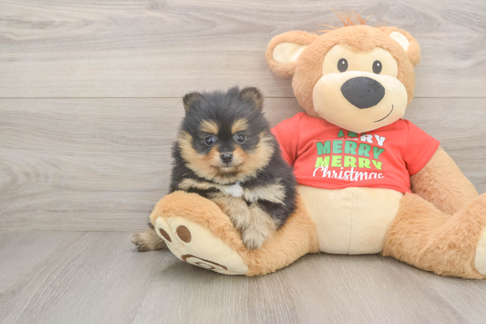 Funny Pomeranian Baby