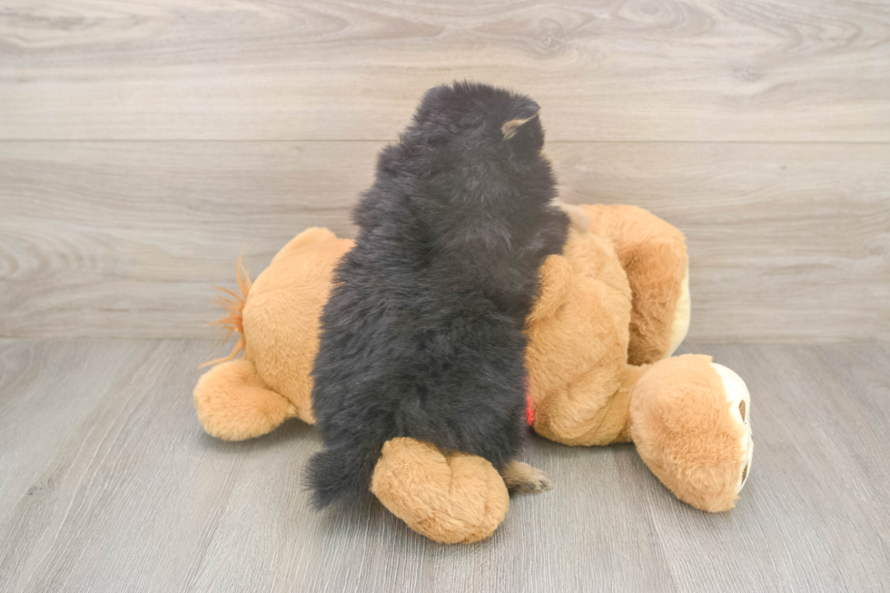 Pomeranian Pup Being Cute