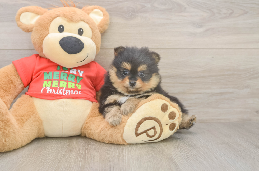 5 week old Pomeranian Puppy For Sale - Florida Fur Babies