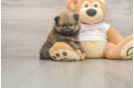 Happy Pom Purebred Puppy