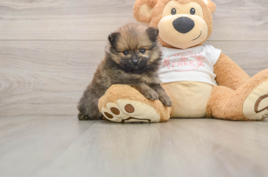 Happy Pom Purebred Puppy