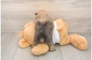 Cute Pom Pom Purebred Puppy