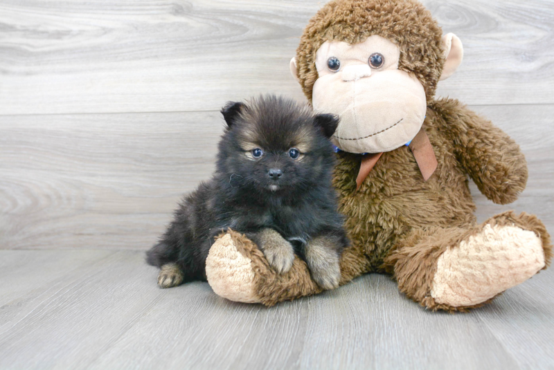 Meet Caprio - our Pomeranian Puppy Photo 1/3 - Florida Fur Babies
