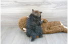 Meet Caprio - our Pomeranian Puppy Photo 3/3 - Florida Fur Babies