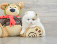 5 week old Pomeranian Puppy For Sale - Florida Fur Babies