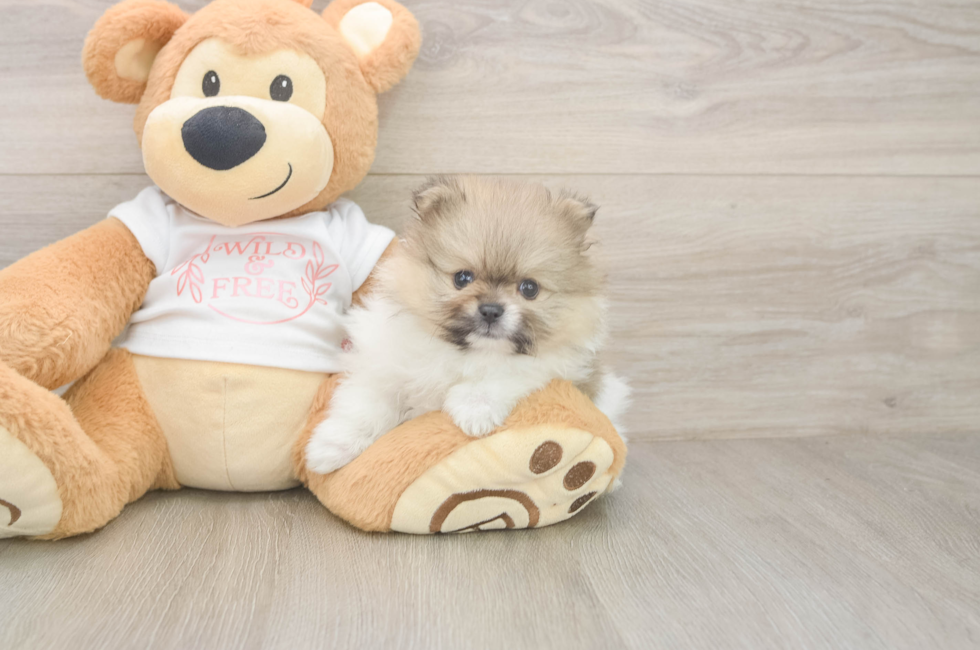 5 week old Pomeranian Puppy For Sale - Florida Fur Babies