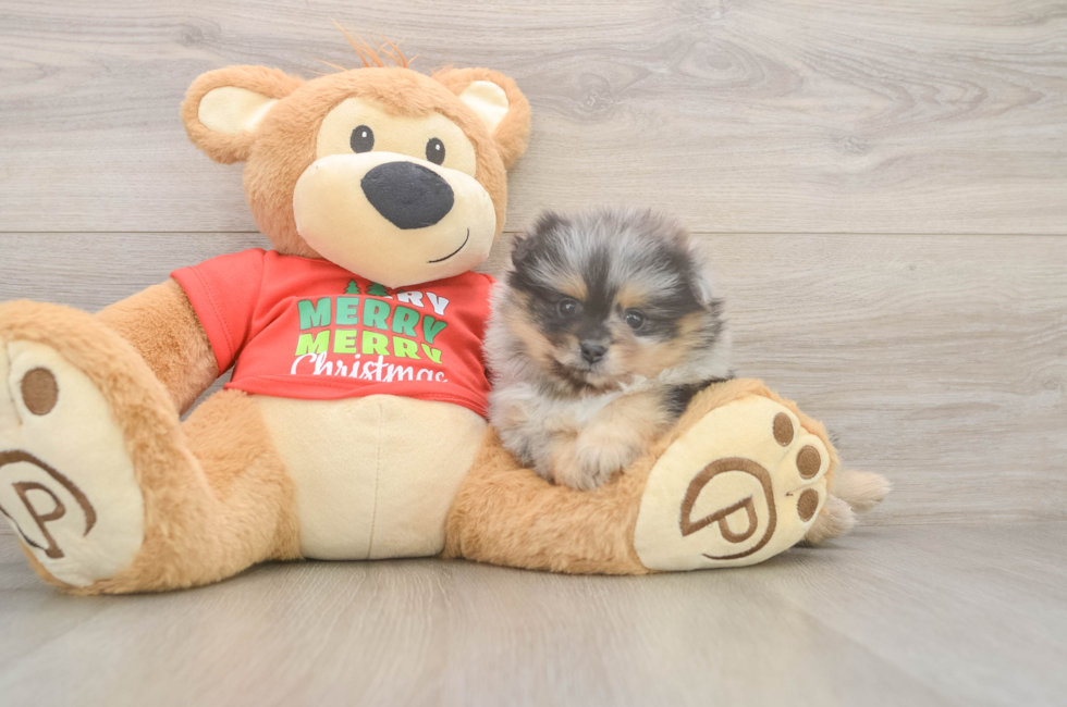 5 week old Pomeranian Puppy For Sale - Florida Fur Babies