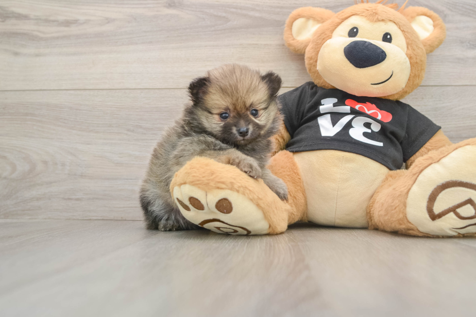Best Pomeranian Baby