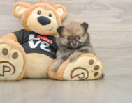 8 week old Pomeranian Puppy For Sale - Florida Fur Babies