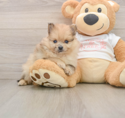 8 week old Pomeranian Puppy For Sale - Florida Fur Babies