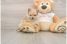 Pomeranian Pup Being Cute