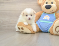 7 week old Pomeranian Puppy For Sale - Florida Fur Babies