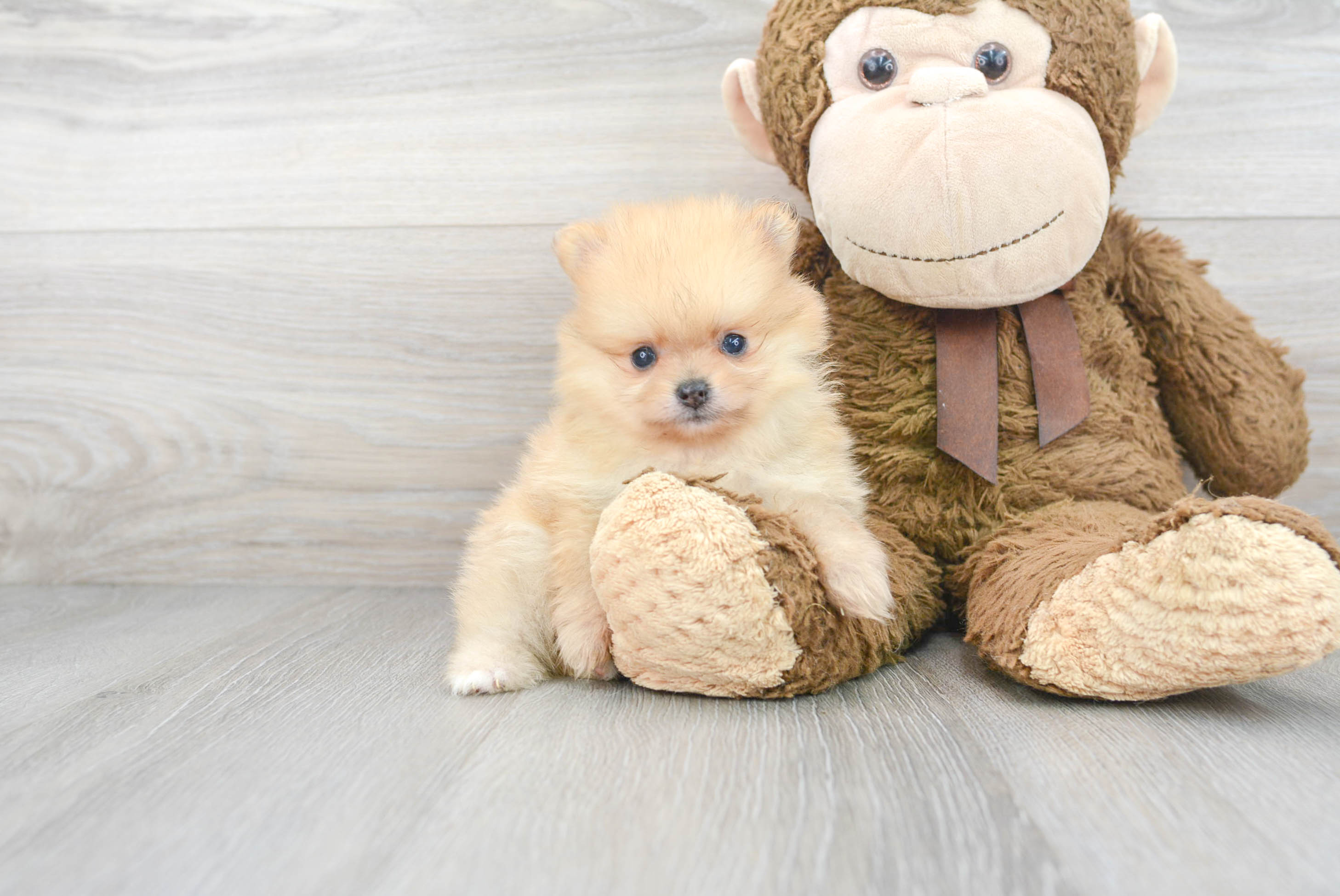 Cute Pomeranian Purebred Puppy