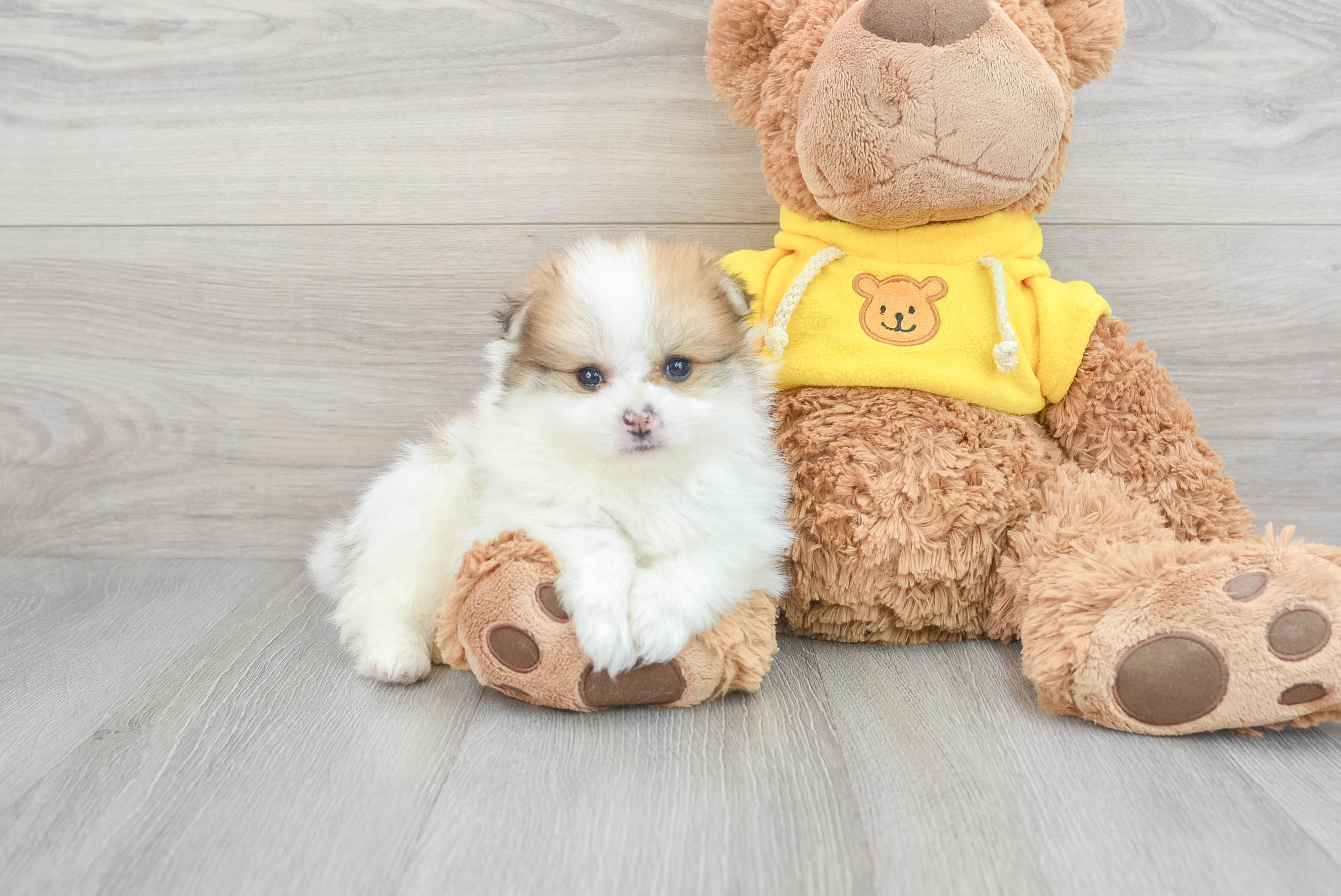 Teddy bear pomeranian outlet for sale