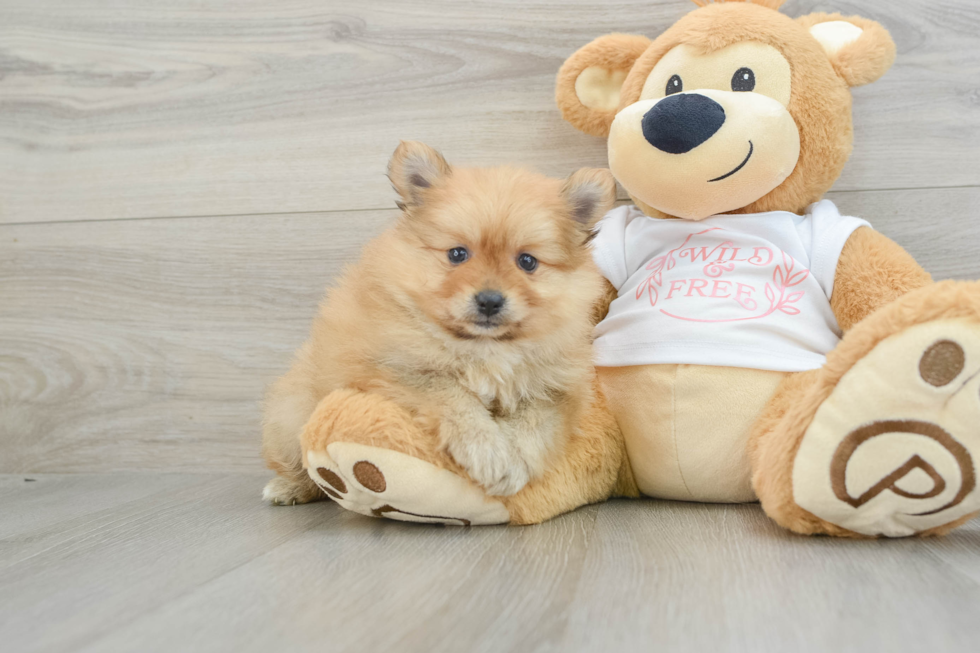 Hypoallergenic Pomeranian Baby