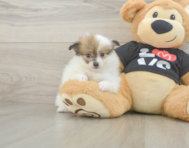 7 week old Pomeranian Puppy For Sale - Florida Fur Babies