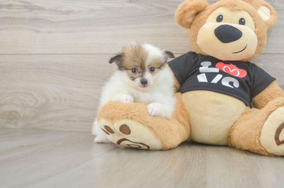 5 week old Pomeranian Puppy For Sale - Florida Fur Babies