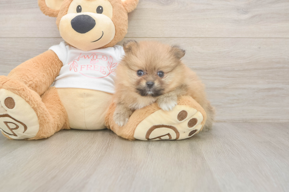 5 week old Pomeranian Puppy For Sale - Florida Fur Babies