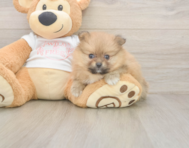 8 week old Pomeranian Puppy For Sale - Florida Fur Babies 8 week old Pomeranian Puppy For Sale - Florida Fur Babies