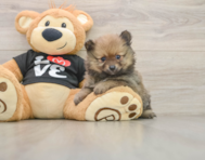 9 week old Pomeranian Puppy For Sale - Florida Fur Babies
