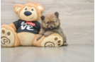 Cute Pom Pom Purebred Puppy