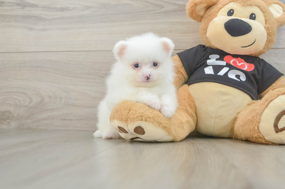 5 week old Pomeranian Puppy For Sale - Florida Fur Babies