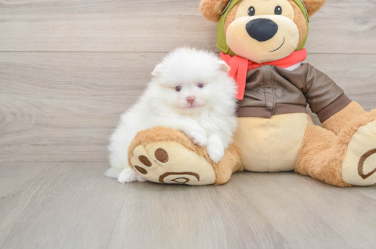 Smart Swergspitz Purebred Puppy