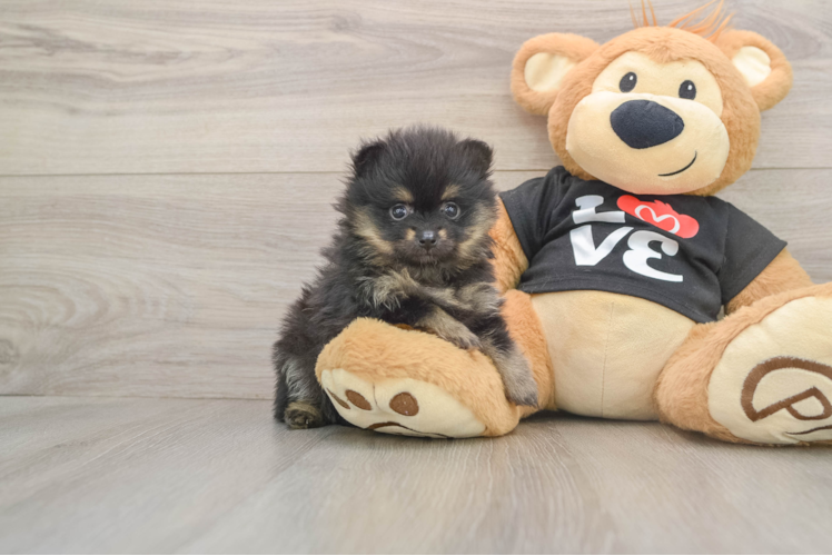 Popular Pomeranian Purebred Pup
