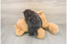 Little Pomeranian Baby