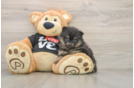 Hypoallergenic Pomeranian Baby