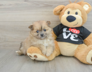 6 week old Pomeranian Puppy For Sale - Florida Fur Babies