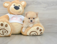8 week old Pomeranian Puppy For Sale - Florida Fur Babies