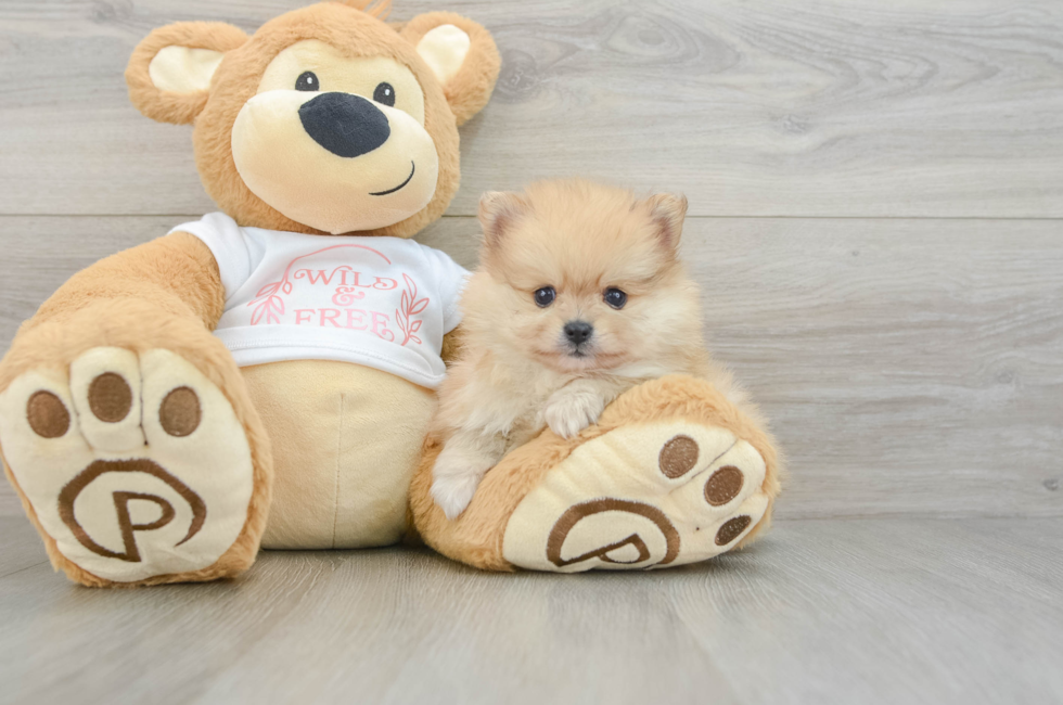 5 week old Pomeranian Puppy For Sale - Florida Fur Babies