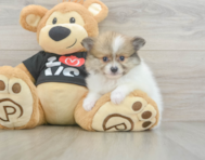6 week old Pomeranian Puppy For Sale - Florida Fur Babies