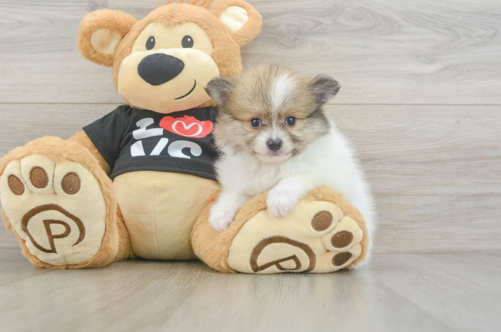 5 week old Pomeranian Puppy For Sale - Florida Fur Babies