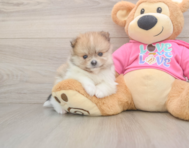 8 week old Pomeranian Puppy For Sale - Florida Fur Babies
