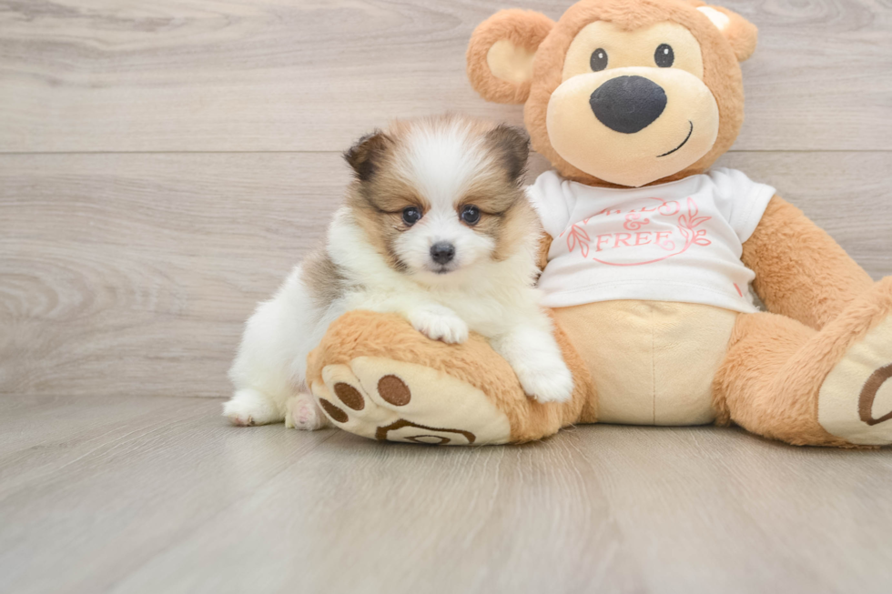 Funny Pomeranian Purebred Pup