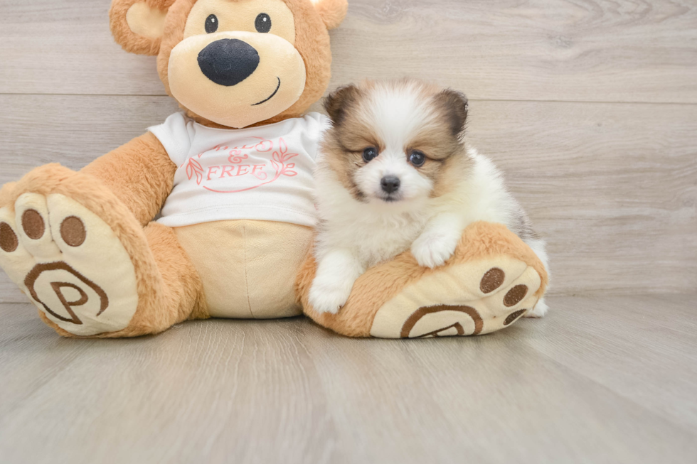 Sweet Pom Purebred Puppy