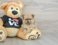 6 week old Pomeranian Puppy For Sale - Florida Fur Babies