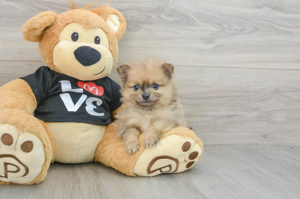 7 week old Pomeranian Puppy For Sale - Florida Fur Babies