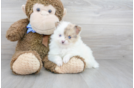 Meet Cudi - our Pomeranian Puppy Photo 1/3 - Florida Fur Babies
