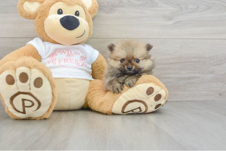 Pomeranian Puppy for Adoption